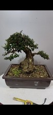 Bonsai Di Olivastro Yamadori