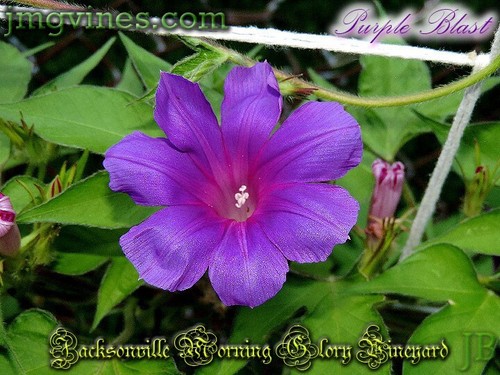 Purple blast japanese morning - purple,