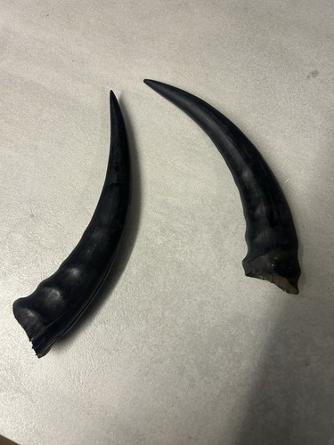 Pair horns most likely - a,