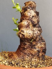 Bonsai Olivastro 23x16cm In