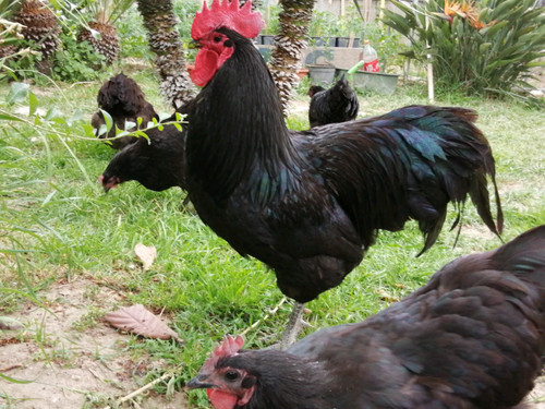 Australorp nera uova fertili - nera,