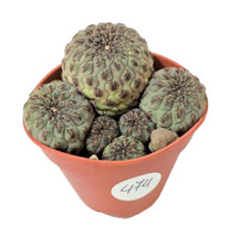 Sulcorebutia Rauschii Ø 5,5 cm - cactus succulente piante grasse cactacee