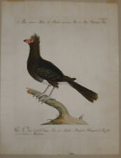 incisione birds etching Mitu Brasile Manetti Ornithology ornitologia uccelli