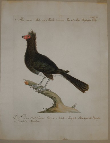 Incisione birds etching mitu - incisione,