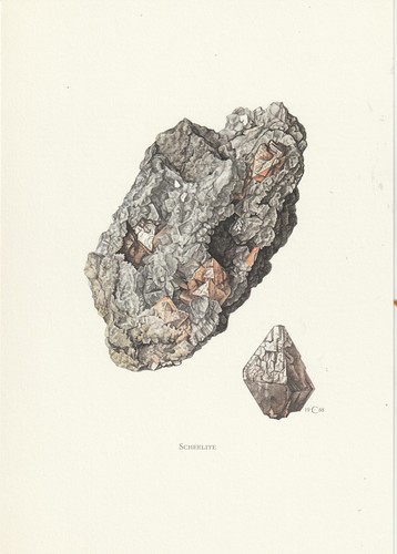 Planche 102 histoire naturelle - 102,
