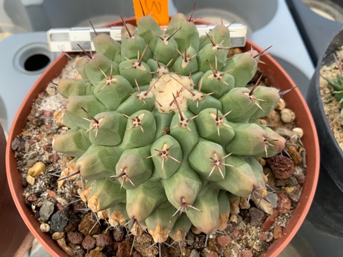 630 thelocactus lophotele very - 630,