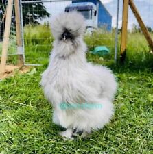 Uova Fertili Galline