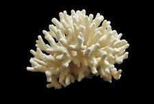 Corallo bianco ELKHORN naturale Kg. 1,47 acropora da collezione
