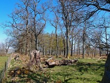 Photo A3 Plantation near