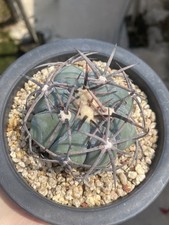 Rara pianta succulenta