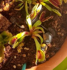 Piante Carnivore Dionea Charly