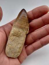 Grande Dente con radice Mosasauro 9,5 cm - Fossile - Cretaceo - Marocco (F67)