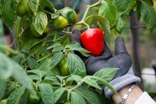 Capsicum pubesencs red - capsicum, "red