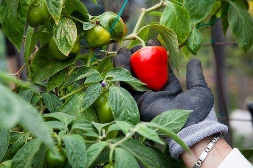 Capsicum pubesencs red giant - "red, giant"