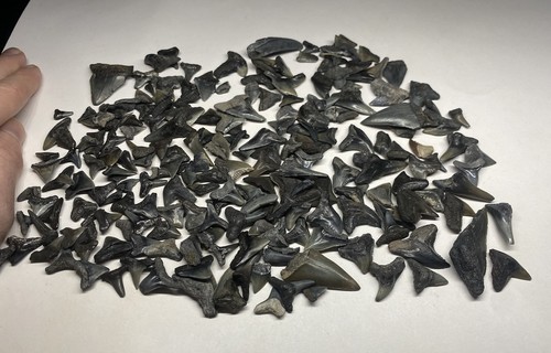 Megalodonte toro dente limone - toro,