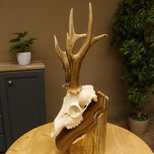 Palco Di Capriolo Peso Attuale 400 G Cervo Palco Corno Scudo Trofeo 610.183