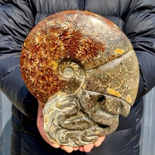 Pietra preziosa rotonda convessa a forma di lumaca fossile di agata naturale 4,9 libbre