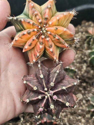 Gymnocalycium variegated pack