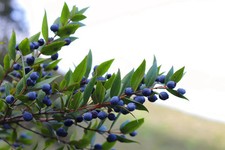 3 Kg Bacche di Mirto Sardo