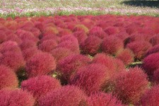 Cipresso estivo - Kochia