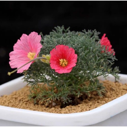 Pianta succulenta cactus - succulenta, di