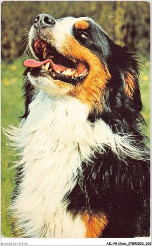 Ailp8 0813 cane bovaro del - cane,
