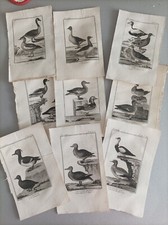 Inizi 800 Buffon LOTTO 9 TAVOLE Papere Oche Anatre