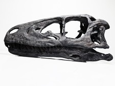 Deinonychus antirrhopus skull