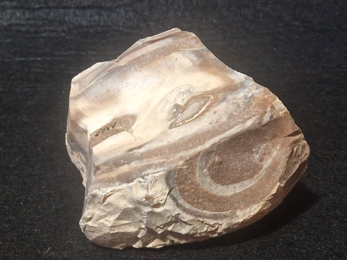 Legno fossile pietra minerale - fossile,