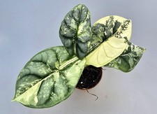 Alocasia Drago Argento Albo