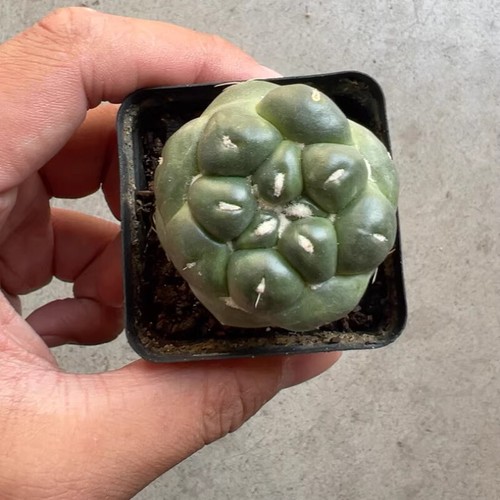 Pianta cactus succulenta - pianta, di
