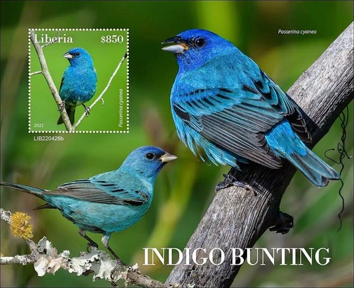 Indigo bunting cardinal - bunting,