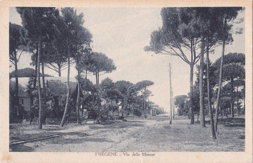 Fregene via delle - delle, mimose