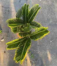 Cycas revoluta "Aurea" WYSIWYG