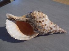 Coquillage :  NEW RANELLIDAE