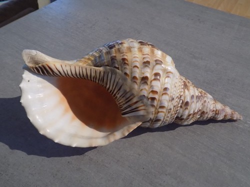 Coquillage new ranellidae - coquillage, :
