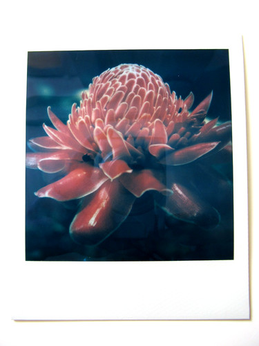 Araki polaroid originale - n.,