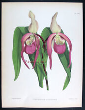 1881, J.N. FITCH FINE LITHO CON ANTICHI ACQUERELLI ORIGINALI SU ORCHIDEE WNF