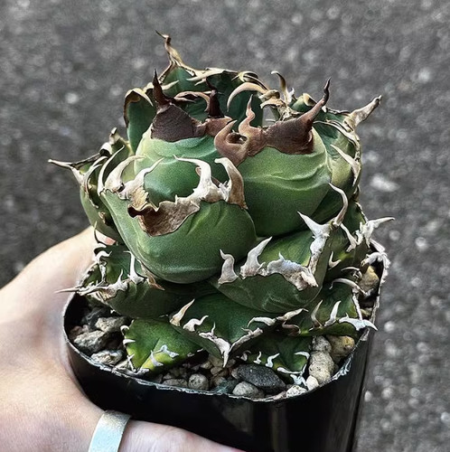 Agave titanota imps - agave,