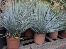 Yucca Rostrata Cigno Blu