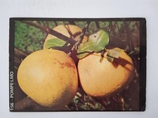 FIGURINA NATURA VIVA EDIZIONI