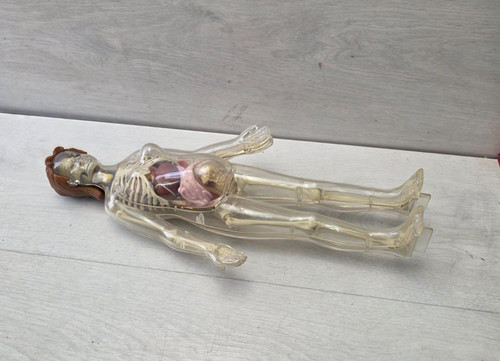 Modello anatomico che - , esplora