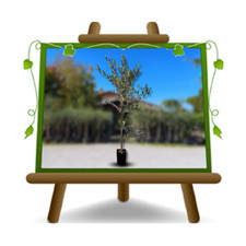 Olivi Cipressino pianta da