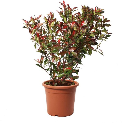 Photinia fraseri robusta - photinia,