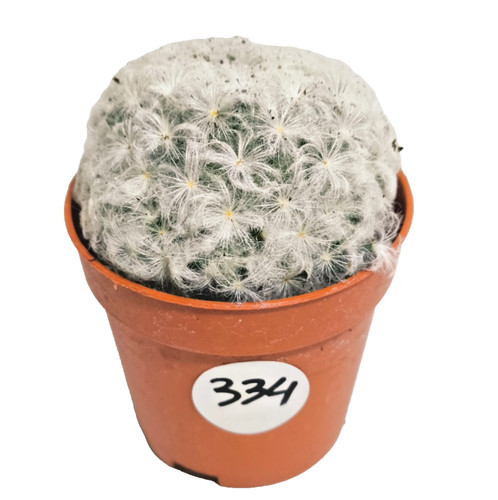 Mammillaria plumosa ø5 - plumosa, Ø5,5