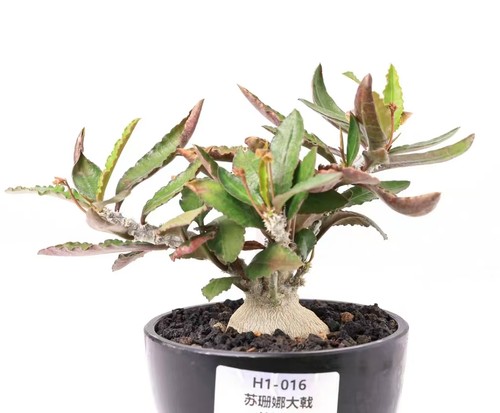 Rara pianta cactus - rara,