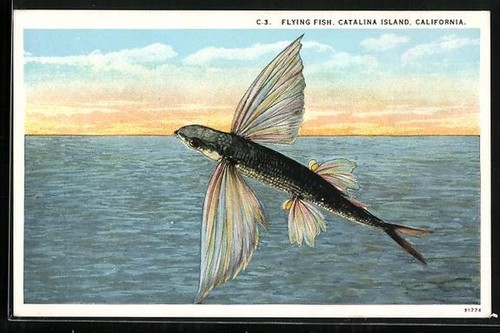 Catalina island flying fish - catalina, island,
