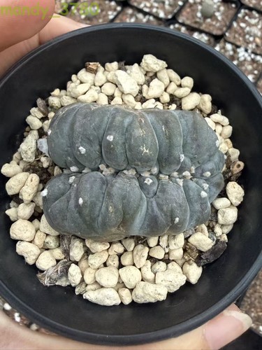 Cristata astrophytum - lw,