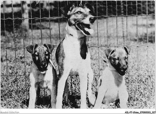Ailp7 0676 cane volpe - ailp7-0676,
