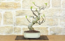 Bonsai di Fico (88)